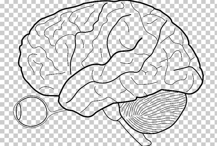 Human Brain Drawing Human Body Nervous System PNG, Clipart, Area, Black And White, Brain, Coloring Book, Diagram Free PNG Download