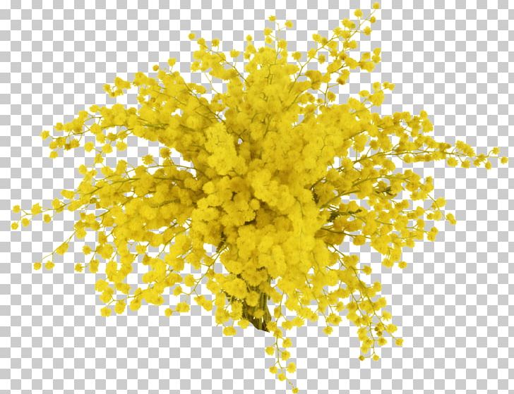 Mimosa Salad Information PNG, Clipart, Branch, Digital Image, Flower, Html, Information Free PNG Download