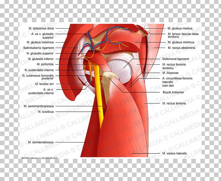 Muscles Of The Hip Pelvis Thigh PNG, Clipart, Abdomen, Adductor Muscles Of The Hip, Arm, Blood Vessel, Diagram Free PNG Download