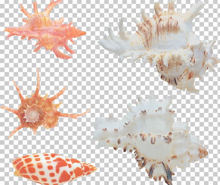 Seashell Conchology Sea Snail PNG, Clipart, Animals, Biology, Bolinus Brandaris, Conch, Conch Free PNG Download