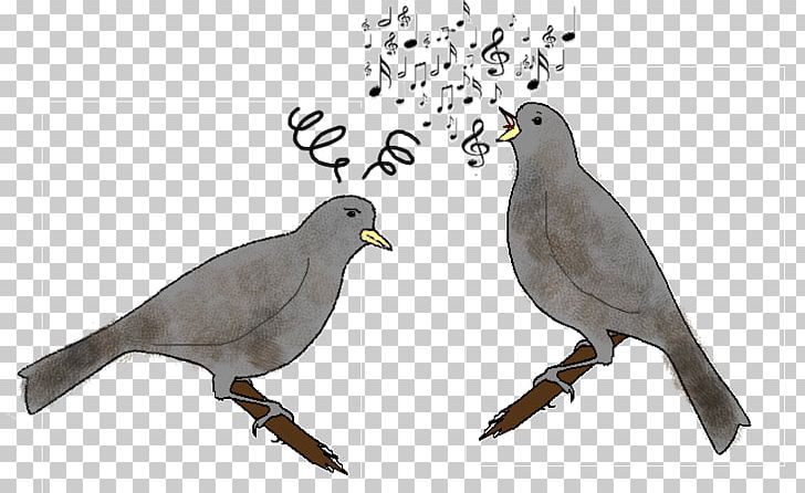 Bird Vocalization Columbidae Chez Les Oiseaux Singing PNG, Clipart, American Sparrows, Animals, Beak, Bird, Bird Vocalization Free PNG Download