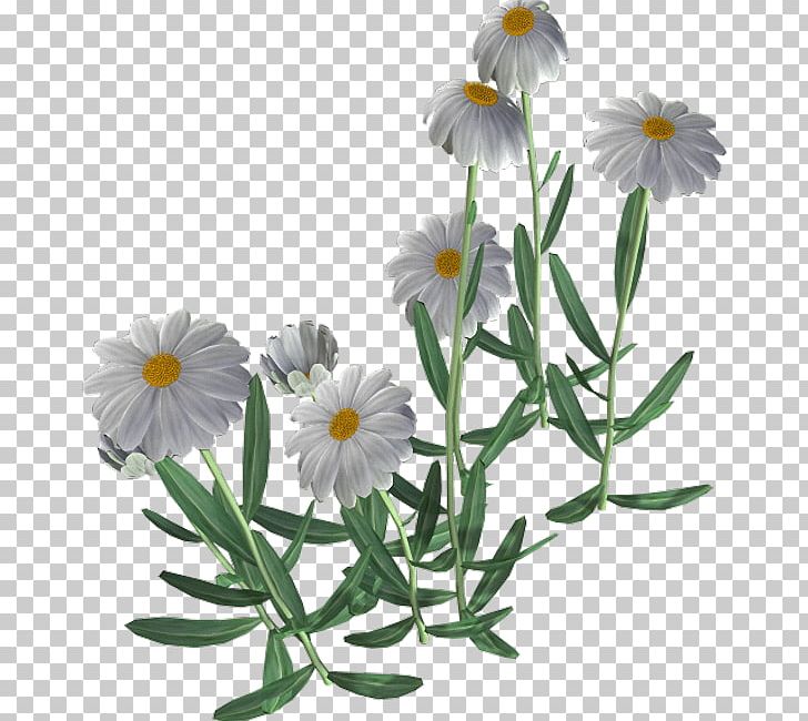 Common Daisy Flower Chamomile PNG, Clipart, Beautiful, Camomile, Chamaemelum Nobile, Chamomile, Common Daisy Free PNG Download