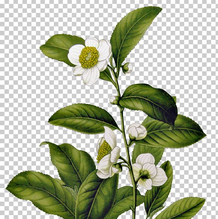 Green Tea Camellia Sinensis Tetley History Of Tea In India PNG, Clipart, Branch, Camellia Sinensis, Dilmah, Drink, Flower Free PNG Download