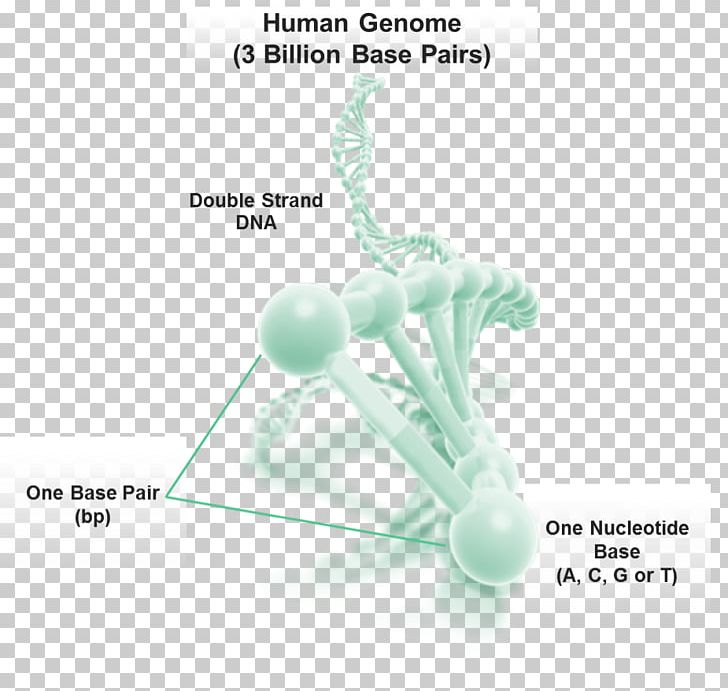 Human Genome DNA Base Pair Organism PNG, Clipart, Base Pair, Dna, Genetic Material, Genome, Homo Sapiens Free PNG Download