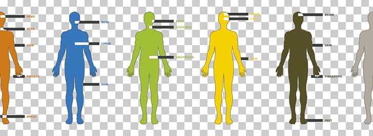 Human Scale Human Body Human Behavior PNG, Clipart, Anatomy, Animal, Baby Shark, Boy, Chart Free PNG Download