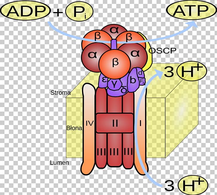 ATP Synthase Adenosine Triphosphate ADP/ATP Translocase Photophosphorylation PNG, Clipart, Adenosine Triphosphate, Area, Atp, Atpase, Atp Synthase Free PNG Download