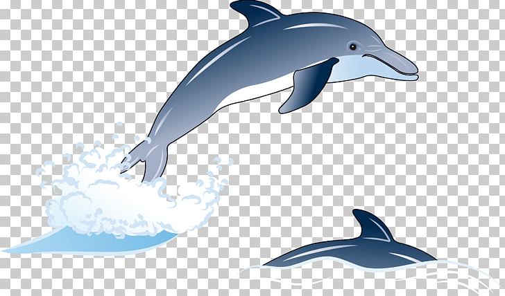 Common Bottlenose Dolphin Short-beaked Common Dolphin Rough-toothed Dolphin Tucuxi White-beaked Dolphin PNG, Clipart, Animals, Blue, Blue Abstract, Fauna, Jump Free PNG Download