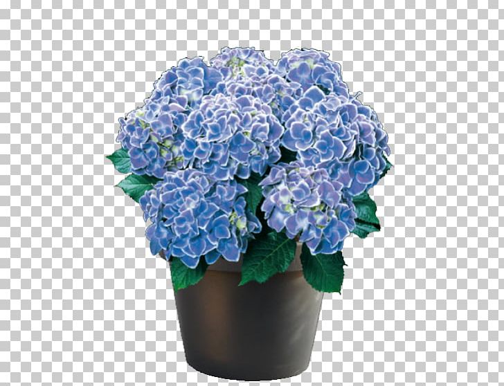 Flower Panicled Hydrangea French Hydrangea Oakleaf Hydrangea Plant PNG, Clipart, Artificial Flower, Blue, Color, Cornales, Cut Flowers Free PNG Download