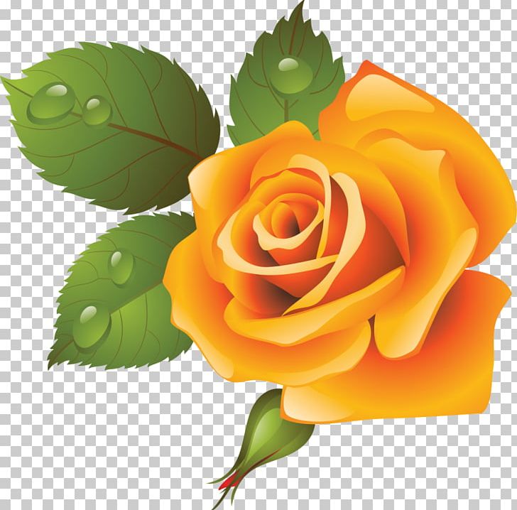 Garden Roses Cabbage Rose Floral Design Cut Flowers PNG, Clipart, Cut Flowers, Floral Design, Floristry, Flower, Flower Arranging Free PNG Download
