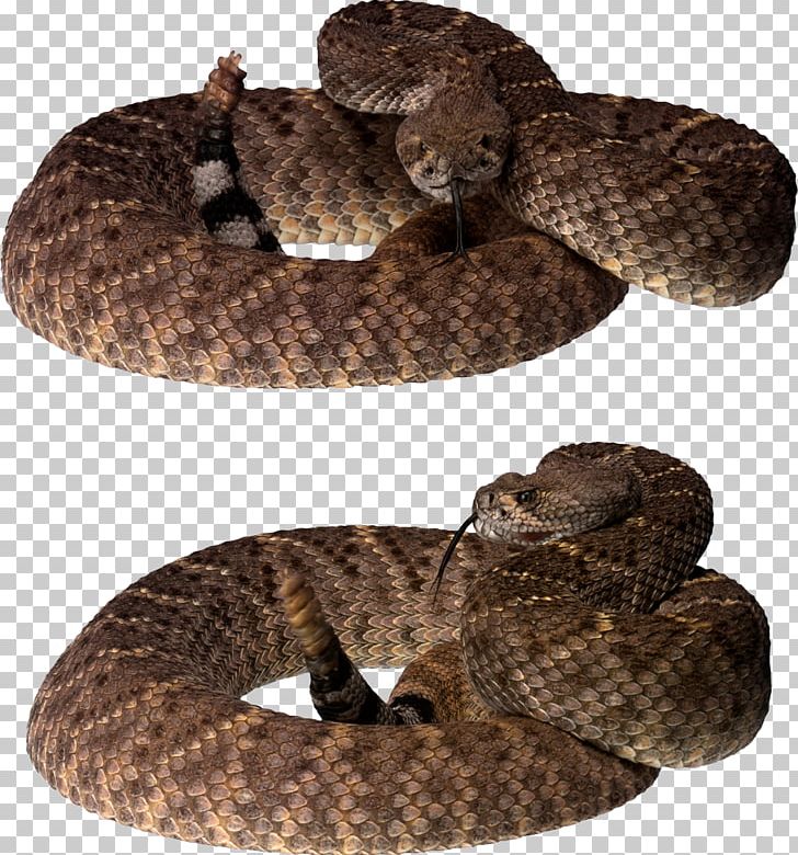 Snake File Formats PNG, Clipart, Animals, Boa Constrictor, Boas, Colubridae, Computer Icons Free PNG Download