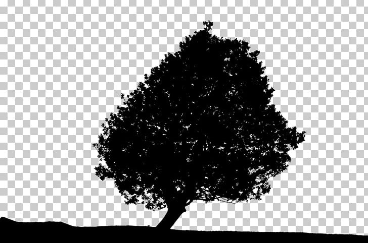 Tree Computer Icons PNG, Clipart, Black And White, Branch, Clip Art, Computer Icons, Desktop Wallpaper Free PNG Download