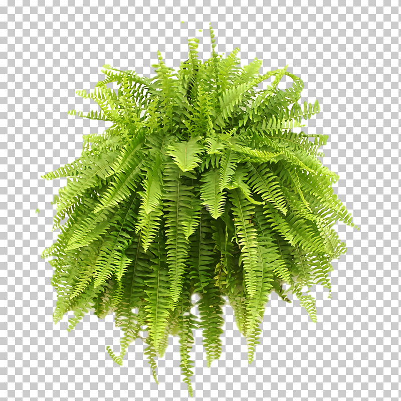 Fern PNG, Clipart, Biology, Common Ostrich, Fern, Ostrich Fern, Plants Free PNG Download