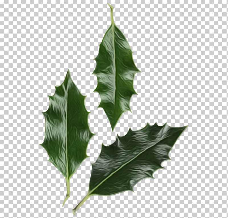 Holly PNG, Clipart, American Holly, Flower, Holly, Leaf, Paint Free PNG Download