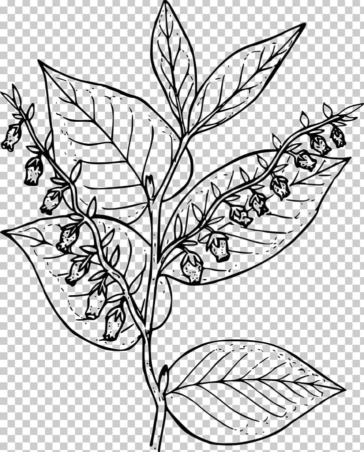 Arctic Tundra Coloring Book Plant Wildflower PNG, Clipart, Arctic, Arctic Vegetation, Artwork, Black And White, Branch Free PNG Download
