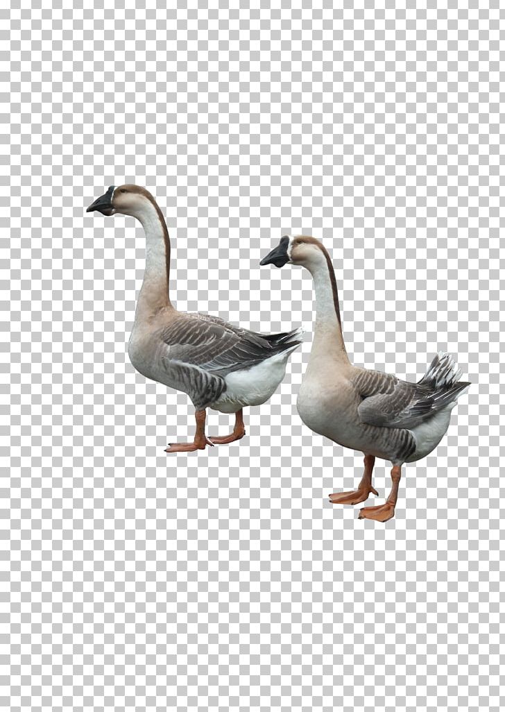 Duck Goose Adobe Illustrator PNG, Clipart, Animal, Animals, Beak, Bird, Birds Free PNG Download