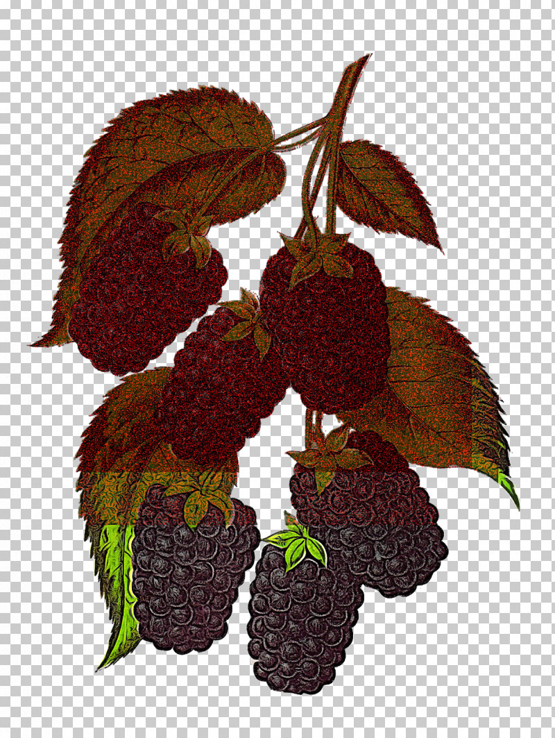 Plant Leaf Flower Loganberry Tree PNG, Clipart, Berry, Flower, Fruit, Leaf, Loganberry Free PNG Download
