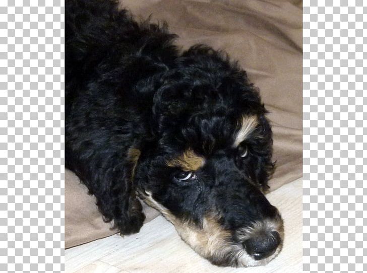 Cockapoo Poodle Schnoodle Cavapoo Puppy PNG, Clipart, Animals, Breed, Breed Group Dog, Carnivoran, Cavapoo Free PNG Download