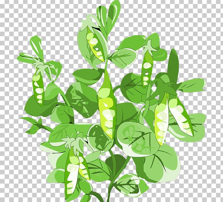 Pigeon Pea Leaf Vegetable PNG, Clipart, Branch, Butterfly Pea, Butterfly Pea  Flower, Cartoon Peas, Decoration Free