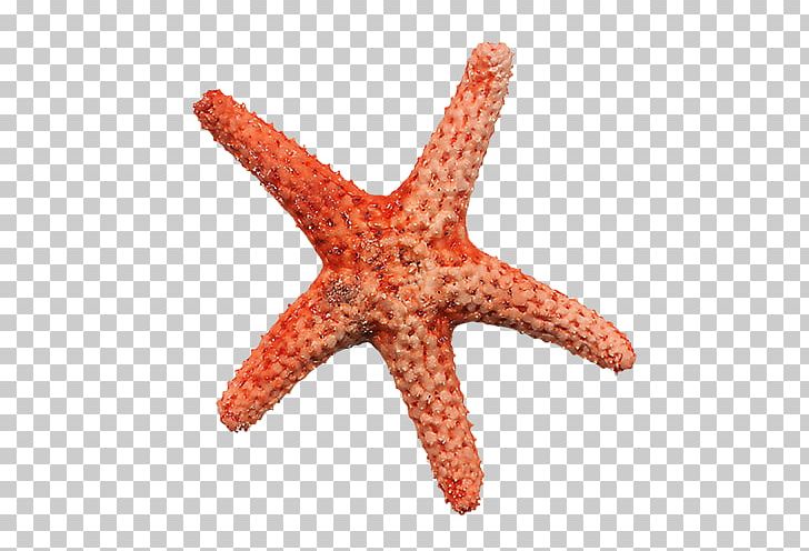 Starfish PNG, Clipart, Animal, Animals, Beach, Beautiful Starfish, Marine Invertebrates Free PNG Download
