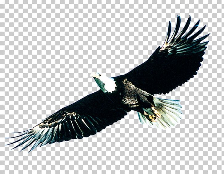 Bird Poster PNG, Clipart, Accipitriformes, Bald Eagle, Beak, Bird Of Prey, Business Free PNG Download