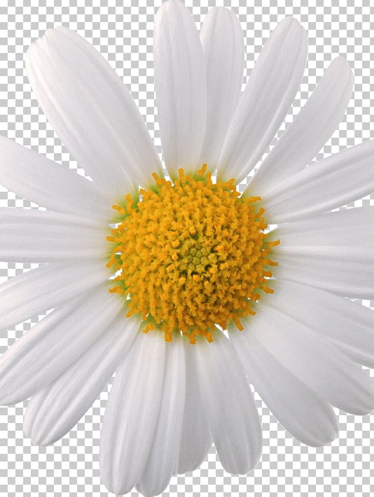 Oxeye Daisy Chamomile Common Daisy Daisy Family PNG, Clipart, Argyranthemum, Aster, Chamaemelum Nobile, Chamomile, Chrysanths Free PNG Download