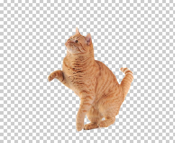 Cats PNG, Clipart, Cats Free PNG Download