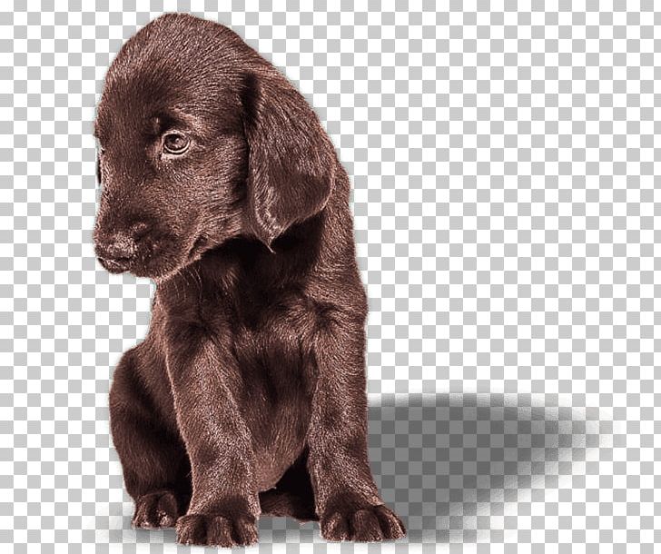Labrador Retriever Flat-Coated Retriever Boykin Spaniel Field Spaniel Puppy PNG, Clipart, Boykin Spaniel, Breed, Carnivoran, Coat, Companion Dog Free PNG Download