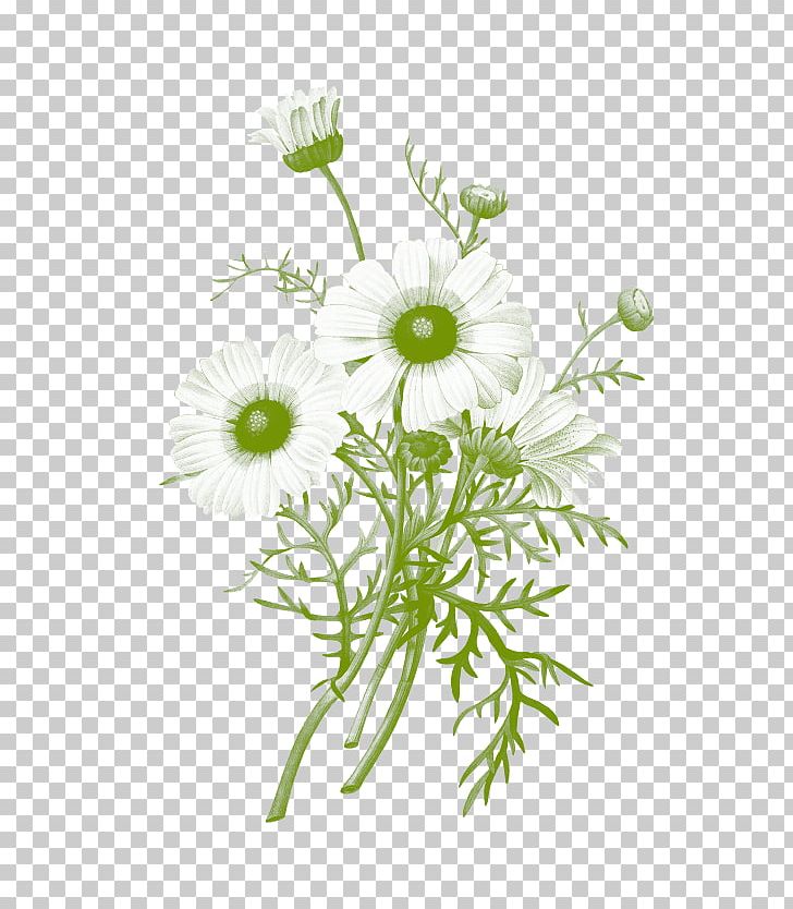 Botanical Illustration Botany Chrysanthemum Common Daisy PNG, Clipart, Art, Botanical Illustration, Botany, Chamaemelum Nobile, Chamomile Free PNG Download