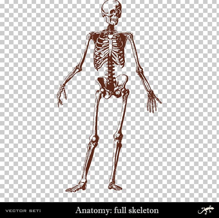 Human Skeleton Human Body Bone Anatomy PNG, Clipart, Arm, Body Parts, Body Vector, Costume Design, Decoration Free PNG Download