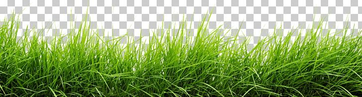 Line Of Grass PNG, Clipart, Grass, Nature Free PNG Download