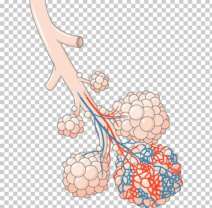 Pulmonary Alveolus Lung Bronchus Pulmonary Circulation Respiratory Tract PNG, Clipart, Area, Arm, Blood, Bronchus, Chronic Bronchitis Free PNG Download
