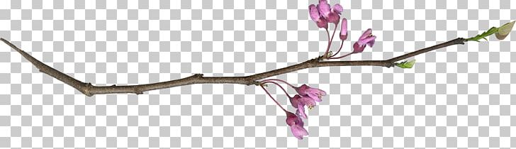 Twig Plant Stem Cut Flowers Pink M PNG, Clipart, Body Jewellery, Body Jewelry, Branch, Cut Flowers, Flower Free PNG Download