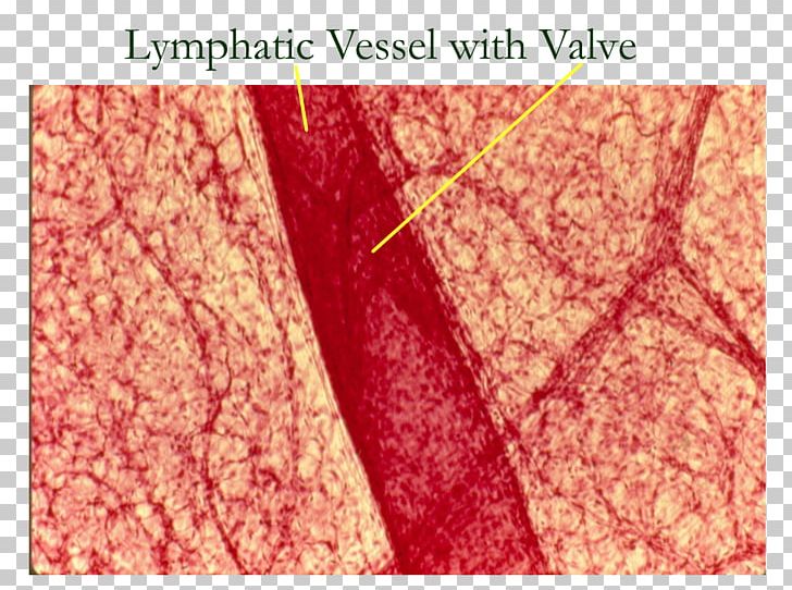 Lymphatic Vessel Lymphatic System Lymph Node Histology PNG, Clipart, Anatomy, Blood Vessel, Circulatory System, Gross Anatomy, Histology Free PNG Download