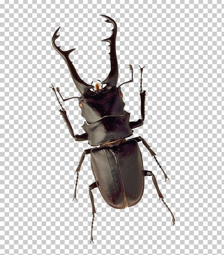 Stag Beetle PNG, Clipart, Animals, Animation, Antler, Arthropod, Atlas Beetle Free PNG Download