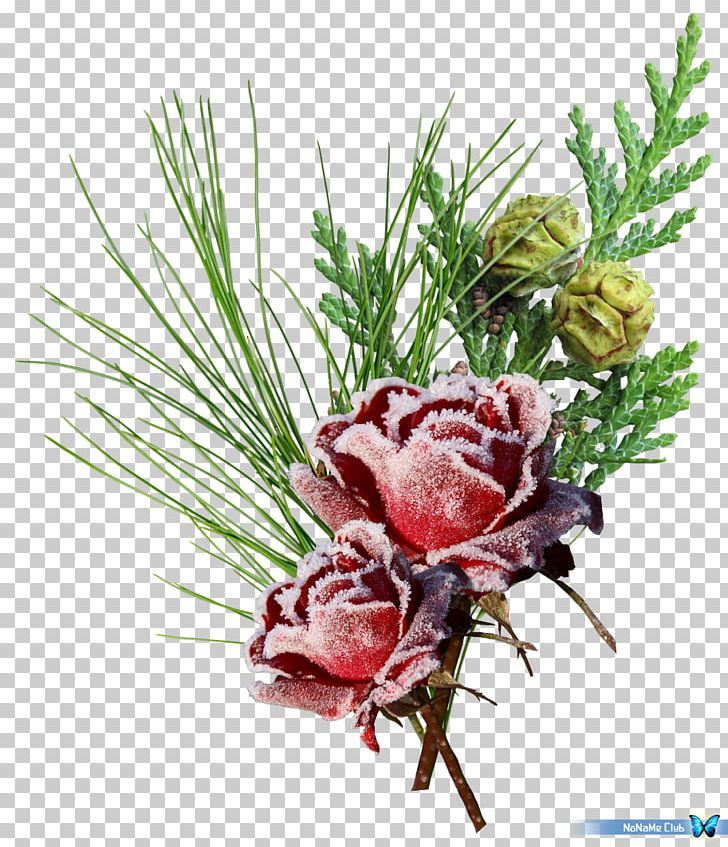 Winter SWF PNG, Clipart, Adobe Flash, Cut Flowers, Floral Design, Floristry, Flower Free PNG Download