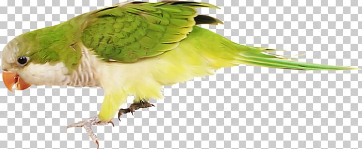 Budgerigar Parakeet Macaw PNG, Clipart, Animal, Animals, Animation, Arama, Beak Free PNG Download