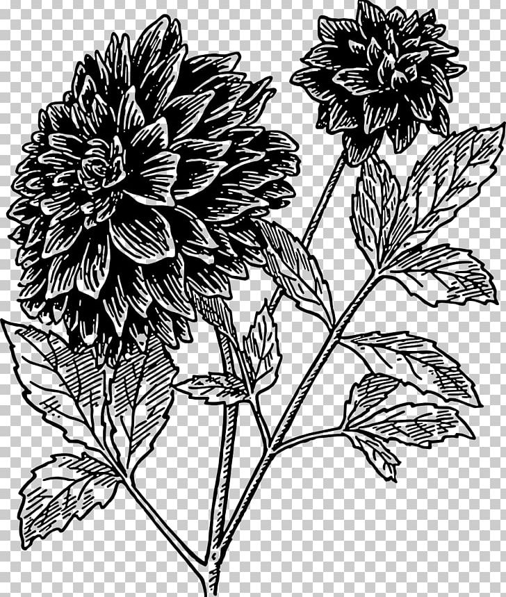 Dahlia Flower Drawing Black And White PNG, Clipart, Black And White, Blossom, Botany, Bud, Chrysanths Free PNG Download