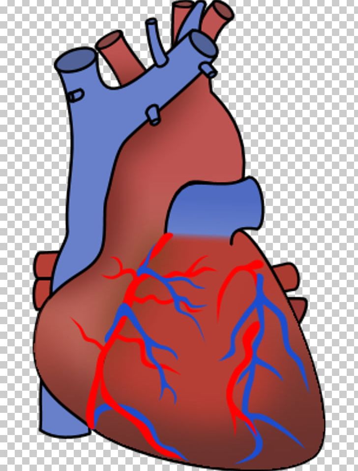 Heart Organ Anatomy PNG, Clipart, Anatomy, Art, Blood, Cardiology, Cartoon Free PNG Download