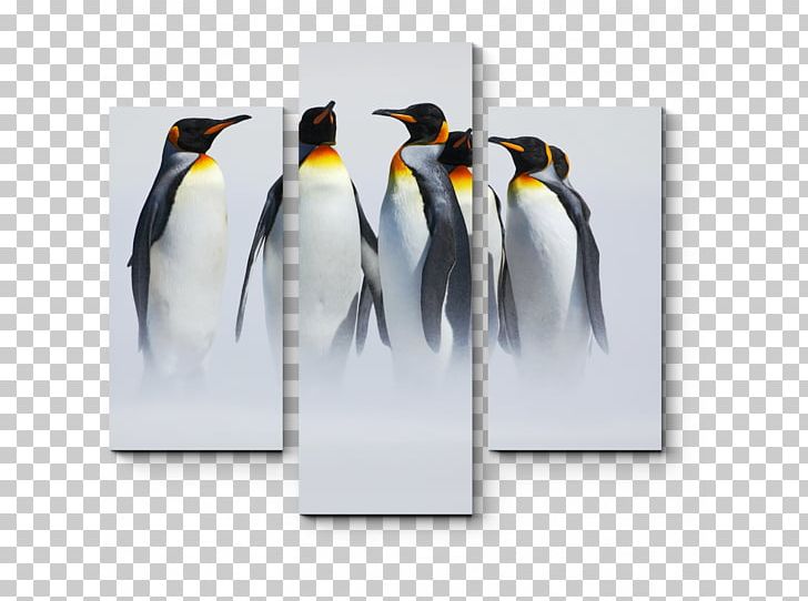 King Penguin Antarctica PNG, Clipart, Adelie Penguin, Animals, Antarctic, Antarctica, Beak Free PNG Download