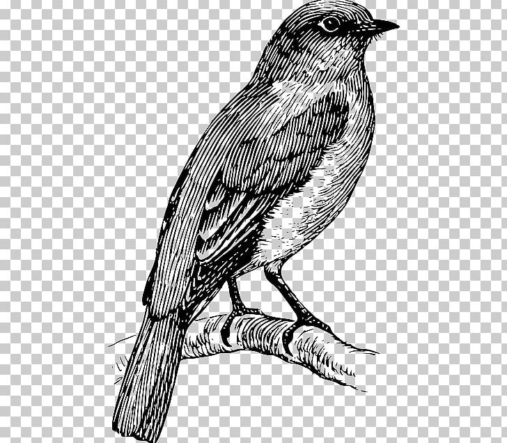 Coloring Book Graphics PNG, Clipart, Adult, Art, Beak, Bird, Bird Of Prey Free PNG Download