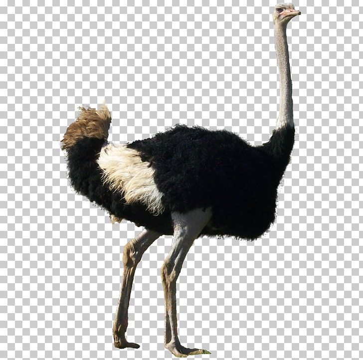 Common Ostrich Bird Rhea Zebra Finch Omnivore PNG, Clipart, Animal, Animals, Beak, Bird, Cassowary Free PNG Download
