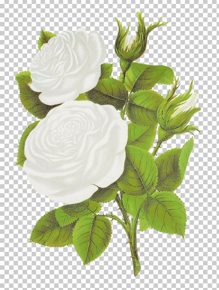 Rose Flower PNG, Clipart, Art, Art White, Clip Art, Cut Flowers, Floral Design Free PNG Download