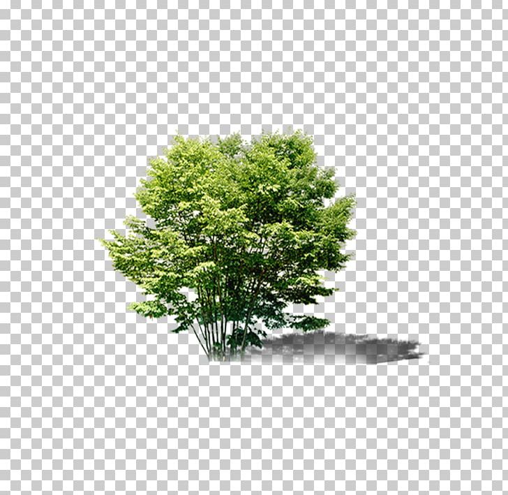 Tree Bonsai Evergreen PNG, Clipart, Autumn Tree, Bonsai, Christmas Tree, Family Tree, Forest Free PNG Download