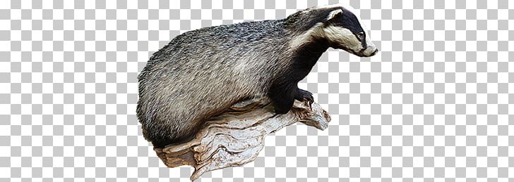 Badger PNG, Clipart, Badger Free PNG Download