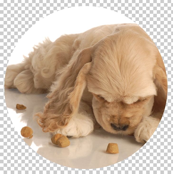 English Cocker Spaniel American Cocker Spaniel Puppy Labrador Retriever PNG, Clipart, Animal, Animals, Carnivoran, Cocker Spaniel, Companion Dog Free PNG Download