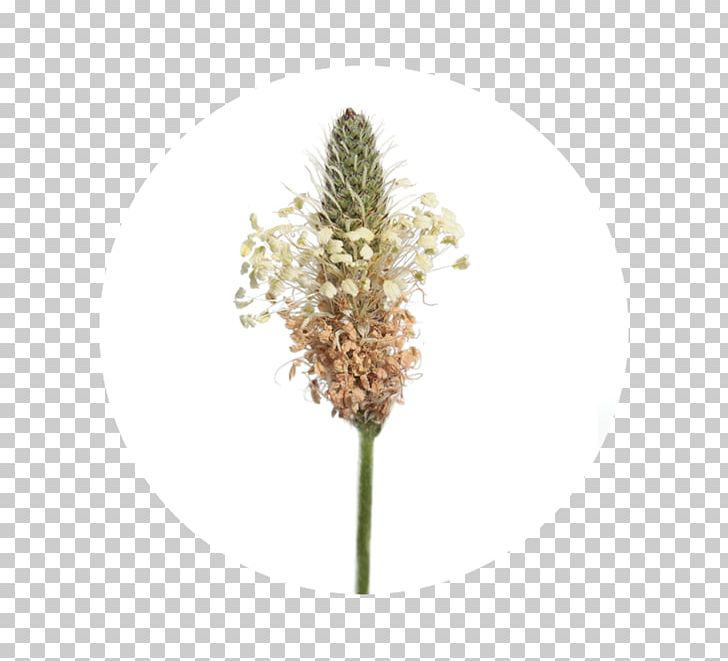 Flower Cooking Banana Ribwort Plantain Stock Photography Rose PNG, Clipart, Cooking Banana, Flower, Flower Bouquet, Garden Roses, Grass Free PNG Download