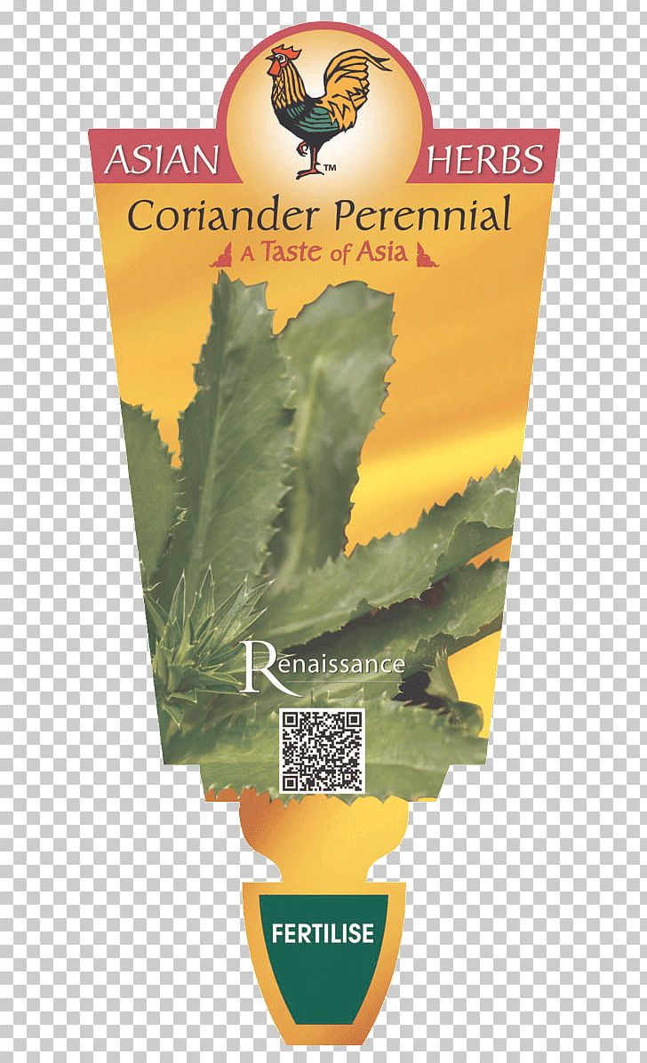 Herb Culantro Coriander Perennial Plant Renaissance PNG, Clipart, Coriander, Culantro, Curry Tree, Harvest, Herb Free PNG Download