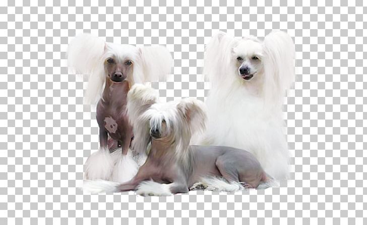Poodle Maltese Dog Dog Breed Pomeranian German Spitz PNG, Clipart, Breed, Breed Group Dog, Carnivoran, Chinese Crested Dog, Companion Dog Free PNG Download
