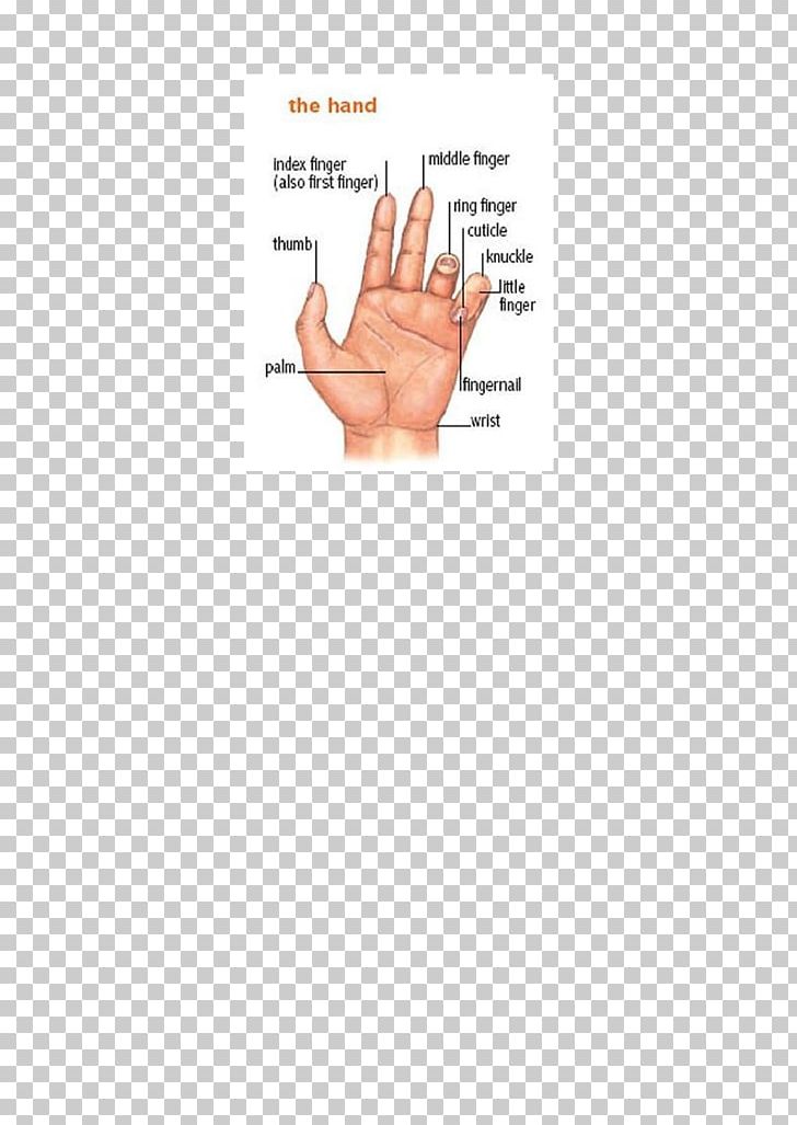 Thumb Hand Model Document Line PNG, Clipart, Angle, Arm, Definition, Diagram, Dictionary Free PNG Download