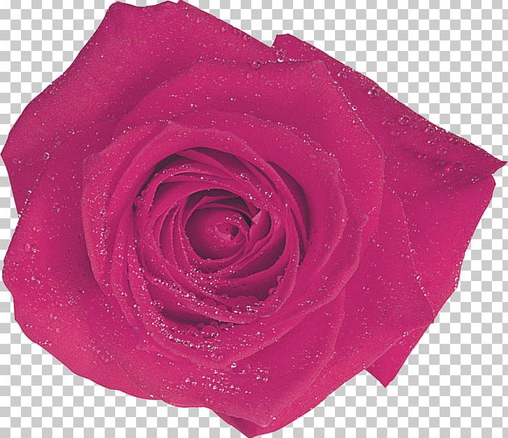 Centifolia Roses Garden Roses Flower Magenta Pink PNG, Clipart, Centifolia Roses, Cut Flowers, Floribunda, Flower, Flowering Plant Free PNG Download